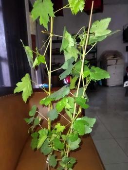 Product Review of benih anggur diamond Muscat di jamin manis biji lunak from ** 0
