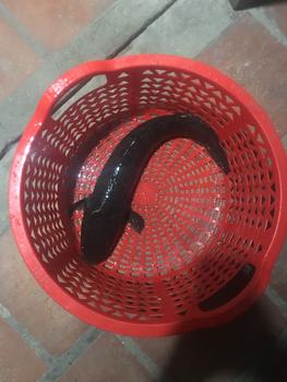 Product Review of chuột LK câu lure cá lóc cá sộp bản mới 2023 BKk Đi Câu Câu Cá from C**🍪 0