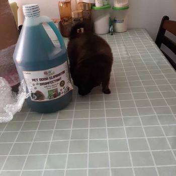 Product Review of Pet Friends Odor Eliminator Pet Area Cleaning Anti Tick And Flea with Madre De Cacao Extract 1 Gallon from g**d 1