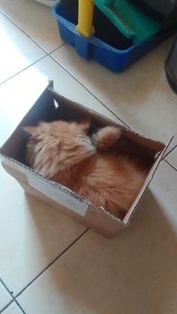 Product Review of Holycatlabs Paket Penghilang Bau Pesing Hewan dan Parfume Aman Terjilat Kucing Anjing from n**n 0