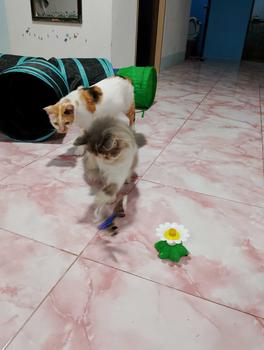 Product Review of BHQ ของเล่นแมวไฟฟ้า ของเล่นแมว  ของเล่นแมวหมุนอัตโนมัติอัจฉริยะ  นกบินและผีเสื้อรอบดอกไม้ ของเล่นแมว ผีเสื้อบินอัตโนมัติ ของเล่นสําหรับสัตว์เลี้ยง แมว from o**n 0