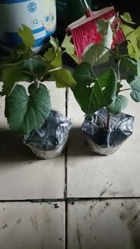Product Review of Hai cây nho giống 1 kẹo 1 bailey from H**g T**n A** 5** 0