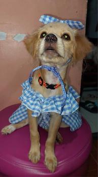 Product Review of Pet Dress Floral Pattern Pleated Hemming Windproof Pet Vest Puppy Flying Sleeve Clothes for Spring from B**y ** M**e 3
