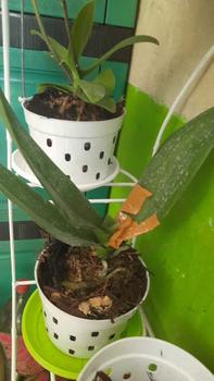 Product Review of POT BENING POLOS PUTIH MURAH from R**a S**5 0