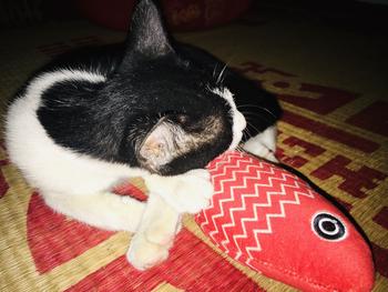 Product Review of Móng Tay Giả, Màu Trơn Kiểu Ngắn, Có Thể Tháo Rời, Có Thể Tái Sử Dụng, 24 Miếng, Hoa Hồng Đỏ Đáng Yêu, Phong Cách Châu Âu Và Pháp, Thời Trang, [Thanh Toán Khi Nhận Hàng], Hàng Nhanh, Kèm Keo Thạch Miễn Phí from M** k** (**) 0