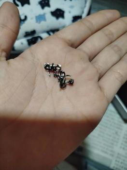 Product Review of Khuyên tai bạc KYDOPAL nơ đính đá cao cấp trang sức bạc nữ sang trọng 925 - PAL9B8K1 from H**g P**t ** 1