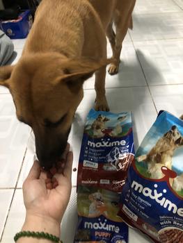 Product Review of Hạt Maxime Thịt Bò Thật 400gx2 Cho Chó Trưởng Thành - Tiêu Hóa Dễ Dàng, Da Lông Bóng Mượt from T**ý n** 1
