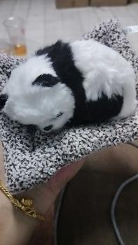 Product Review of ตุ๊กตาดูดกลิ่น ตุ๊กตาหมาดับกลิ่น ตุ๊กตาดับกลิ่น ตุ๊กตาแมวดับกลิ่น ตุ๊กตาดูดกลิ่นในรถ ตุ๊กตาแมว ตุ๊กตาหมา ตุ๊กตาน้องหมาIT Club from c**🇿 0