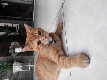 Product Review of Kalung Kucing Bahan Kulit Bisa Costum Nama from a**m 3