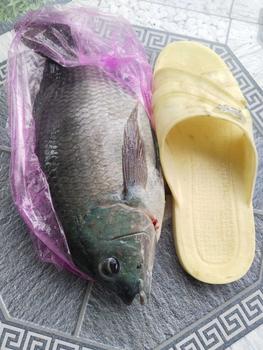 Product Review of Combo 3 quả phi 01 from c**e 0