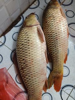 Product Review of [BẢO HÀNH 1 NĂM] Cần câu săn hàng Hoa Mực Nước 6H phiên bản sưu tầm Đi Câu Fishing Bắt Cá Câu Cá Fish Nam Ca from B** t**h v** 1