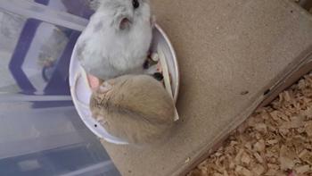 Product Review of Sâu size trung sấy khô thức ăn cho hamster sóc nhím from T**ó 0