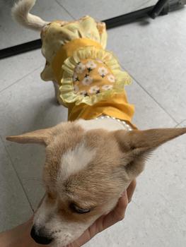 Product Review of [V3] VÁY HOA LƯNG váy tết 2025 cho thú cưng. Quần áo thú cưng (chó, mèo) from Ư** m** l** i**l t** t** 0