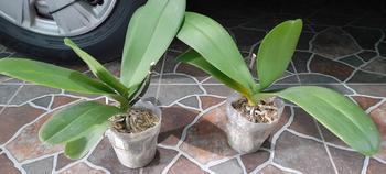 Product Review of POT BENING POLOS PUTIH MURAH from s**a 0