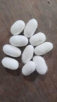 Product Review of Trọn Bộ Quạt Tơ Tằm Phong Cách Cổ Trang Tự Làm. Khung Quạt, Tay Cầm, 10 Kén Tằm (Nguyên kén, Không bị cắt) , 1 Bộ Trang Trí. quạt cuốn tơ tằm sét quạt tơ tằm hình sừng giấy hầu set tiền ba Decor from I** g**y 0