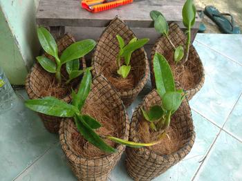Product Review of Pot anggrek tempel dinding serabut kelapa Bunga Pvc from W**i 0