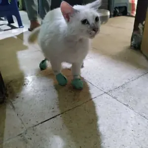 【Bonus Kotak】4PCS Anti-Scratch Pelindung Kaki Kucing Bahan Silikon Lembut Adjustable Untuk Mandi