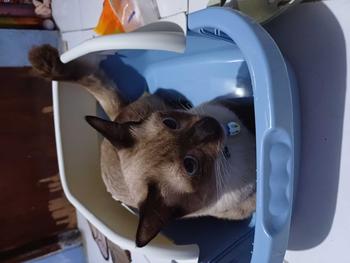 Product Review of ANGOLA Cat Litter Box M06 Tempat Bak Pasir Kucing Tempat Pup Toilet Kucing from ˚** ** ** ˙** ** 0