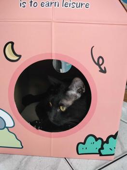 Product Review of PetWeCare กระดานลับเล็บแมวขนาดใหญ่สากลสำหรับทุกฤดูกาล,COD รังแมว,กระดานเล็บแมวกระดาษลูกฟูกของใช้น้องแมว โซฟาลับเล็บแมว ที่ลับเล็บแมว from น**ง 2