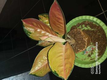 Product Review of pot hitam harga 110-190 from @**z 0