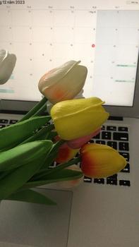 Product Review of Hoa Giả - Hoa Tulip nhiều màu sắc trang trí xinh xắn, nhẹ nhàng, phụ kiện decor phòng Hoa Sen from H**i T**g 0