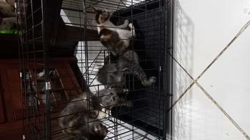 Product Review of KANDANG KUCING TINGKAT 2 SIZE L UKURAN 60X40 KOKOH DAN TEBAL from k**3 0