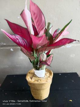 Product Review of pot hitam harga 110-190 from c**a 1