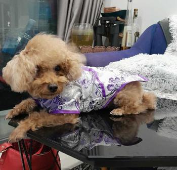 Product Review of Áo Dài Cho Chó Mèo 2025 Quần Áo Váy Tết Cho Chó Mèo Quần Áo Cho Thú Cưng Thiết Kế Thời Trang Cao Cấp Hiha Pets. from N**g L** 0