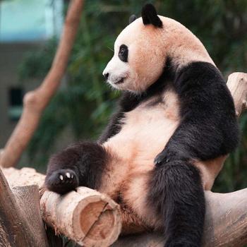 Product Review of Đồ bộ, đồ ngủ pijama tay dài tiểu thư chất liệu lụa xước phối voan nhiều màu xinh xắn dưới 62kg from N**3 0