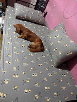 Product Review of No Lukot No Gusot Bedsheet Fully Garterized from M**🌭 1