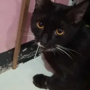 Kalung Kucing Motif Pinquin Kunci Premium Lonceng Ufo