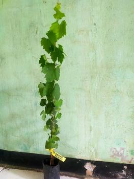 Product Review of benih anggur diamond Muscat di jamin manis biji lunak from ** D**y 0