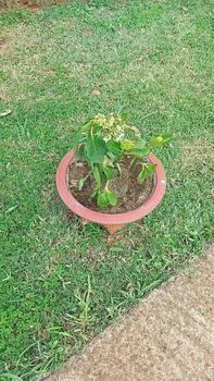 Product Review of Cây Hoa Cẩm Tú Cầu Nhiệt Đới Đổi Màu Theo Độ PH Của Đất ( cao 80cm tán to ) from u**5 0