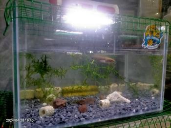Product Review of Bịch sỏi ĐEN 1 KG size 5 - 8 mm trang trí hồ cá cảnh from v**i 0