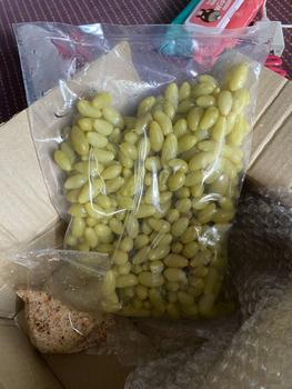 Product Review of องุ่นเม็ดเล็ก ดองเกลือ รสเปรี้ยวเค็ม แซ่บๆ from บ**ุ ** 1