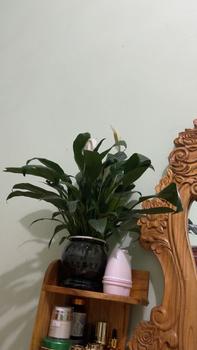 Product Review of Sữa rửa mặt giảm bóng dầu có đầu Cọ from P**ý 0