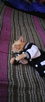 Product Review of baju kucing lucu aksesoris hewan peliharaan - BUKIPET BASIC VARSITY from I**n 0