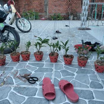 Product Review of combo 4 cây ớt hiểm ( ớt chim ỉ.a) cây con xanh tốt có bầu đất from Đ**n t**n 0