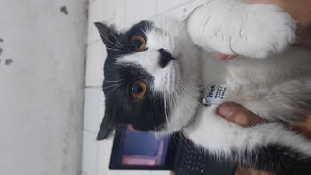 Product Review of Kalung Kucing Bahan Kulit Bisa Costum Nama from v**e 1