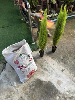 Product Review of พรีเมี่ยม ดินกุหลาบPremium พร้อมใช้ 10 kg. ส่วนผสมมากกว่า 10 ชนิด Rose Potting Soil Mix. from A**t K** 1