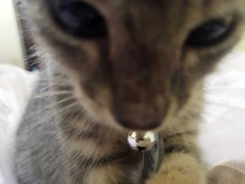 Product Review of Kalung Kucing Bahan Kulit Bisa Costum Nama from o**h ** 2