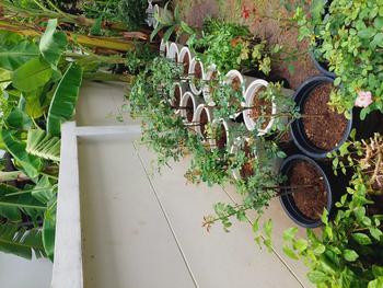Product Review of พรีเมี่ยม ดินกุหลาบPremium พร้อมใช้ 10 kg. ส่วนผสมมากกว่า 10 ชนิด Rose Potting Soil Mix. from พ**8 2