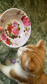 Product Review of 3KG hạt Chó Mèo PETVIE bổ sung Dầu Cá Hồi và Rau Củ giúp giảm rụng lông, giảm chảy nước mắt, khỏe mạnh from M** D**I (** R** 0