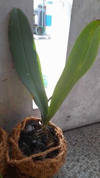 Product Review of POT BENING POLOS PUTIH MURAH from m**a 0