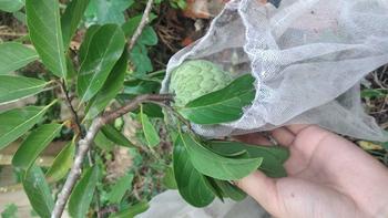 Product Review of Lụa xước tay cộc quần dài Nữ Women from ❄**h ** 3