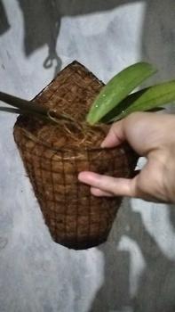 Product Review of Pot anggrek tempel dinding serabut kelapa Bunga Pvc from r**2 0