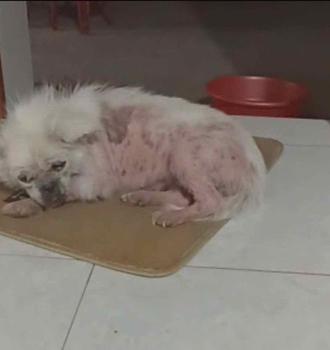 Product Review of 2 Lọ Kem Bôi Thảo Dược Trị Viêm Da, Nấm, Ghẻ, Xà Mâu Chó Mèo from N**n T**g H**n 0