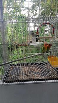 Product Review of Ti Ti Parrot bird toy Hanging Climbing Ladders Swing Stand Bell String Parrot Toys bird house toy from h**l m**o 0