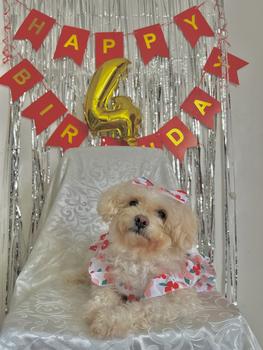 Product Review of Pet Dress Floral Pattern Pleated Hemming Windproof Pet Vest Puppy Flying Sleeve Clothes for Spring from S**e 1