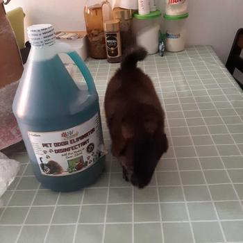 Product Review of Pet Friends Odor Eliminator Pet Area Cleaning Anti Tick And Flea with Madre De Cacao Extract 1 Gallon from g**d 2
